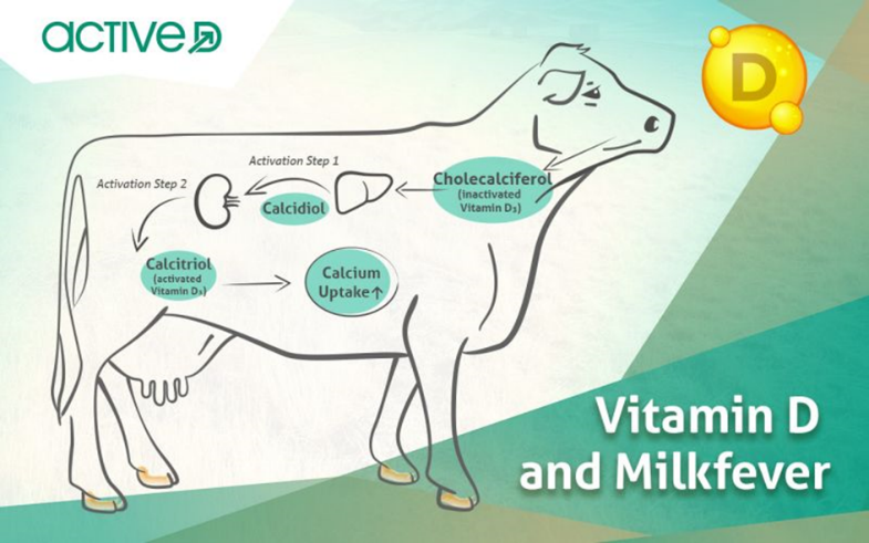 Vitamin D mlecna groznica Uvoz i distribucija bioloških aditiva za ishranu stoke